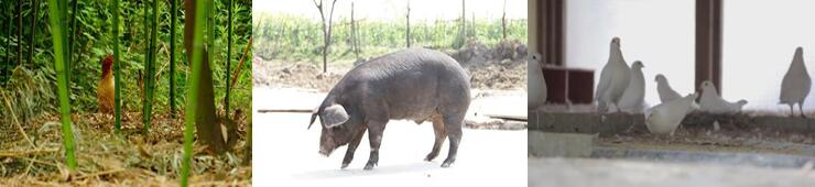 野生物養(yǎng)殖場圖片